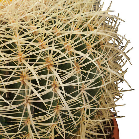pinchos cactus erizo