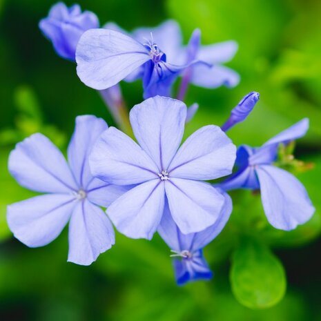 flor Plumbago auriculata