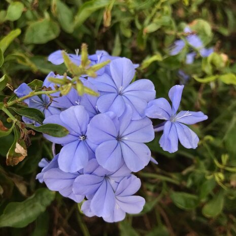 flores Plumbago auriculata azul