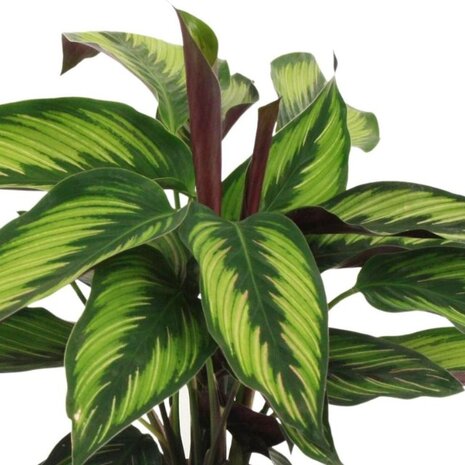 hojas Calathea majestic