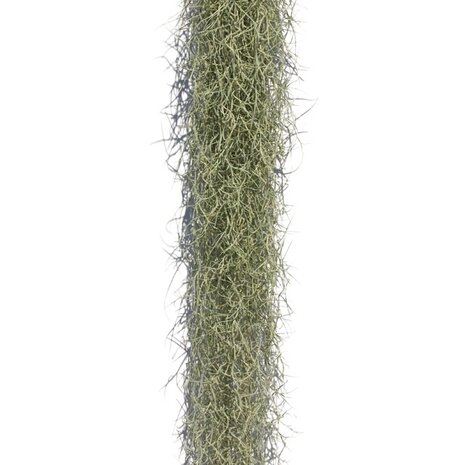Tillandsia usneoides 