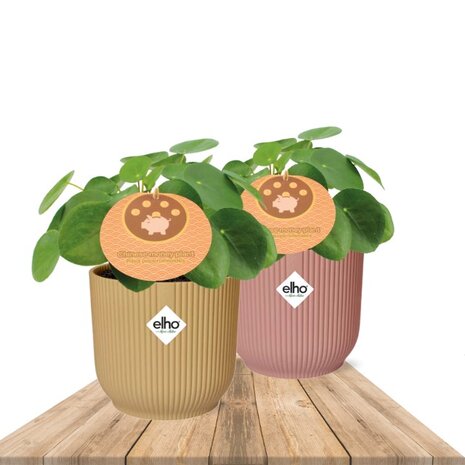 duo Pilea peperomioides