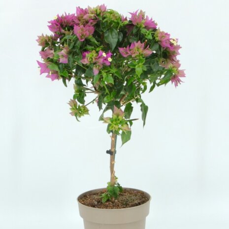 Bougainvillea copa