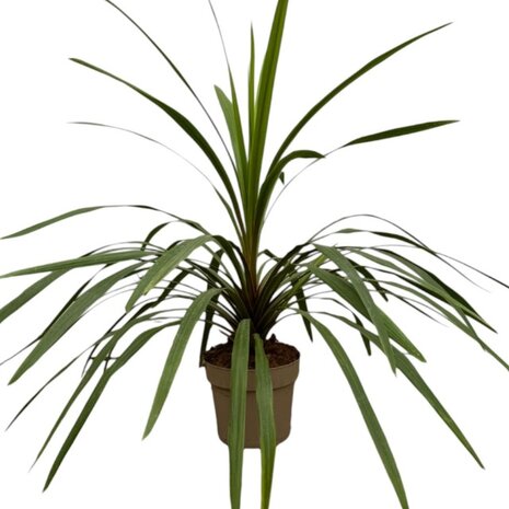 Cordyline peko