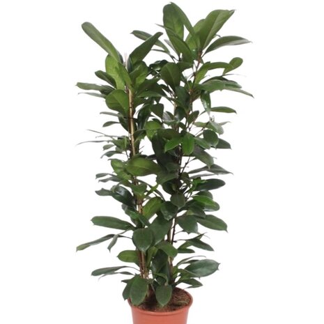 Ficus cyathistipula 120cm