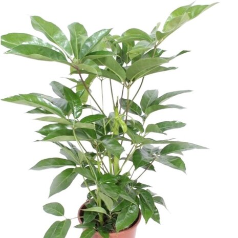Schefflera amate