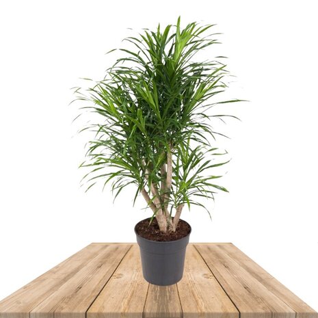 Dracaena Anita