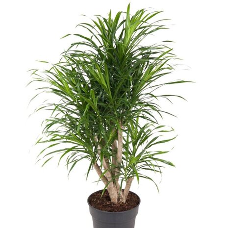 Dracaena Anita