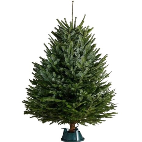 Abies nordmanniana cortado con base