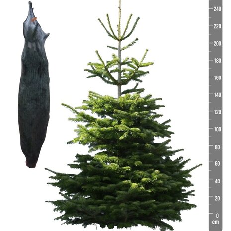 Abies nordmanniana cortado