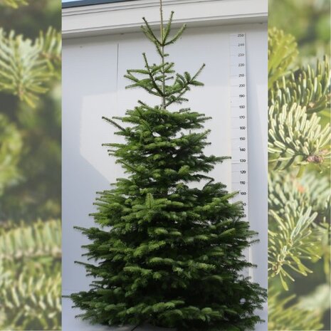 Abies nordmanniana cortado