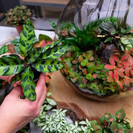 taller terrario de plantas