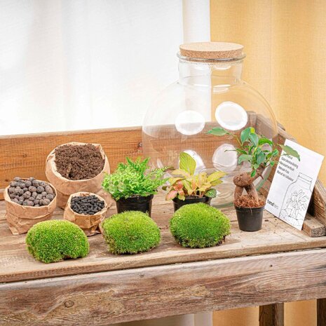 contenido kit terrario plantas