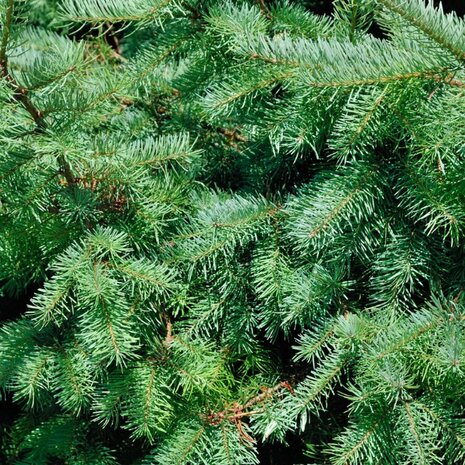 picea glauca agujas