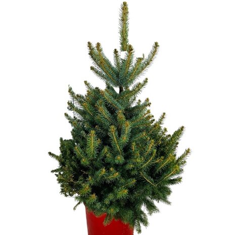 Picea glauca 135cm