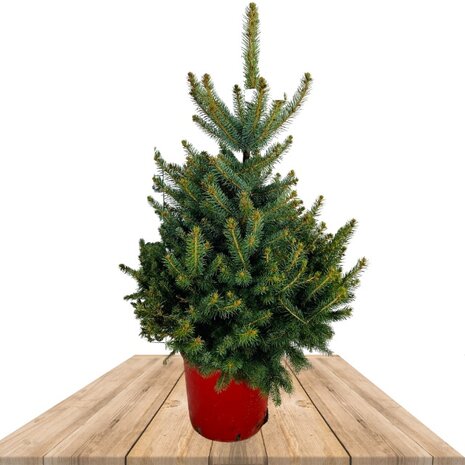 picea glauca 135cm