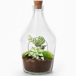 Terrario botella de plantas