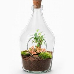 Terrario botella de plantas