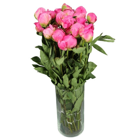 Peonias rosas oscuras