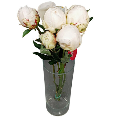 Peonias blanco crema