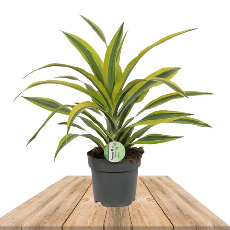 Dracaena fragrans lemon lime