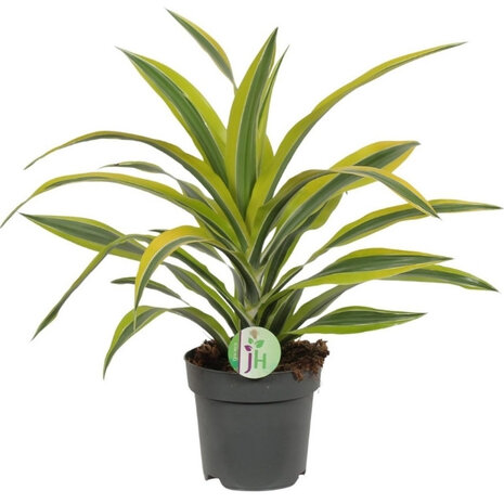 Dracaena fragrans lemon lime
