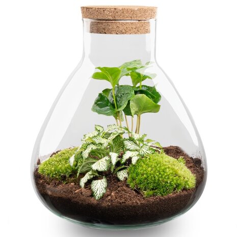 terrario Coffea y Fittonia blanca