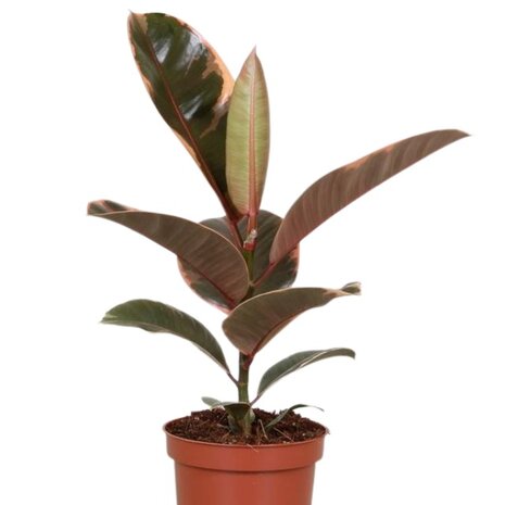 Ficus elastica belize