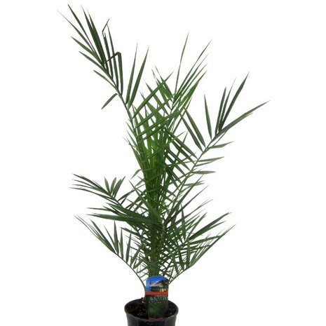Phoenix canariensis 85cm