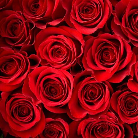 rosas rojas