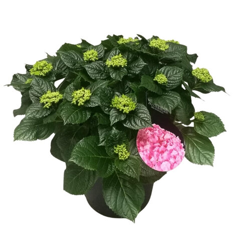 hortensia rosa