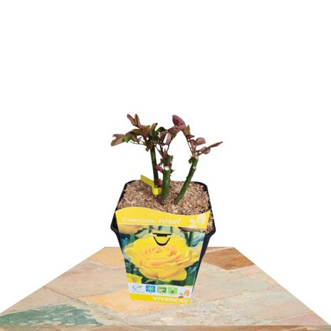 rosal pie bajo amarillo