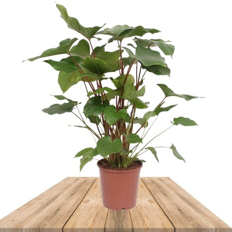 Homalomena Rubescens Maggy