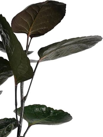 hojas aralia fabian 100cm