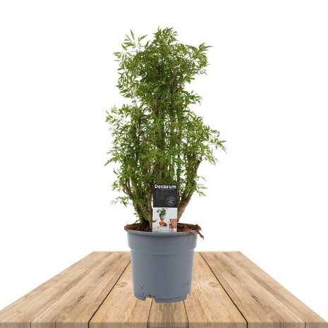 Polyscias Hawaiiana Ming