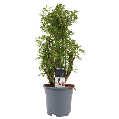 Polyscias Hawaiiana Ming