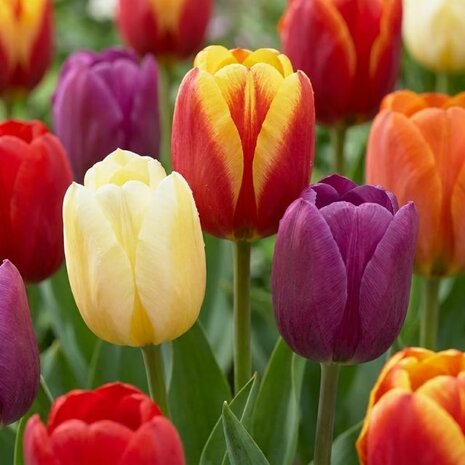 tulipanes colores
