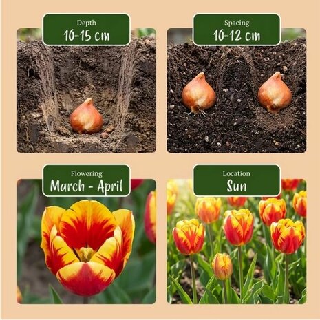 bulbos tulipanes info