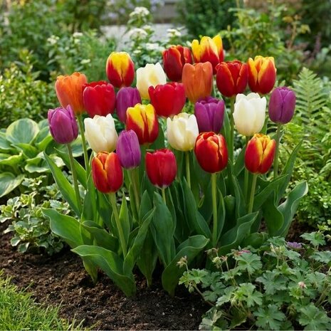 tulipanes colores