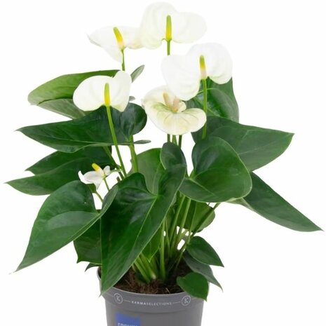 Anthurium blanco