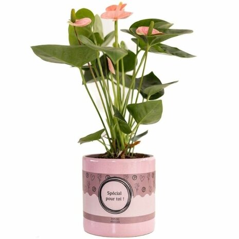 Anthurium rosa en macetero