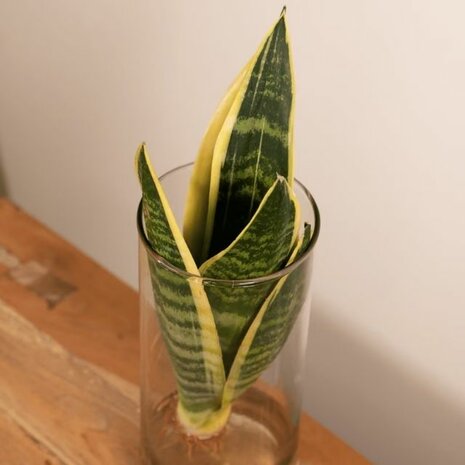 sansevieria hidrop&oacute;nica