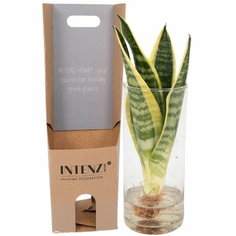 sansevieria hidrop&oacute;nica