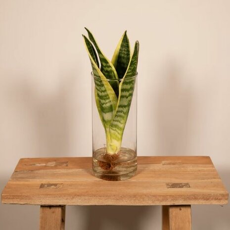 sansevieria hidrop&oacute;nica