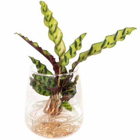 Calathea insignis hidroponica en cristal