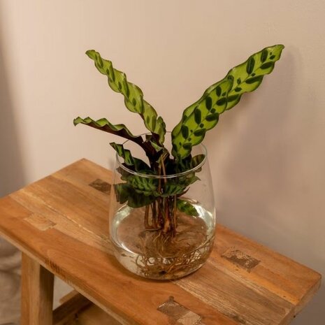 Calathea hidroponica en cristal