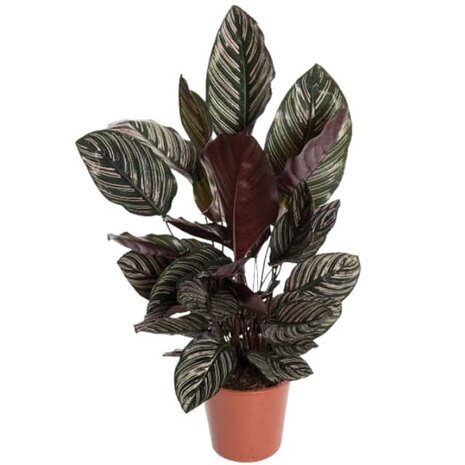 calathea sanderiana