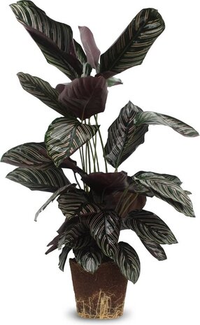 calathea sanderiana 75cm