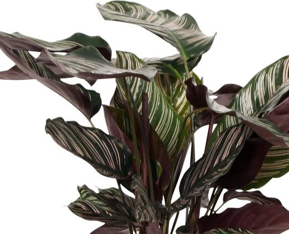 hojas calathea sanderiana