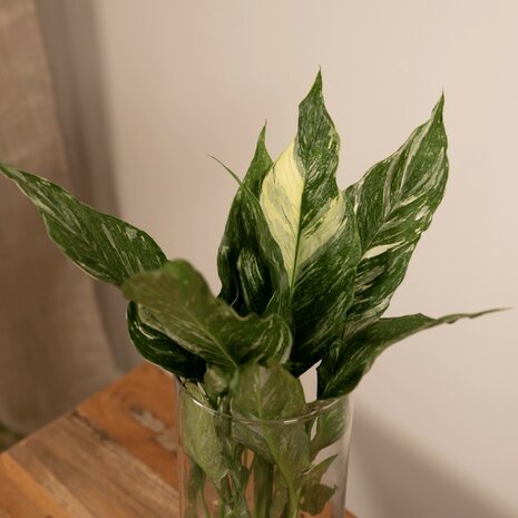 spathiphyllum diamond hojas